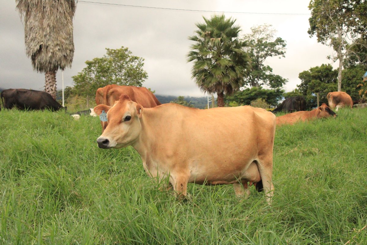 Hato de Agropecuaria Andalucía